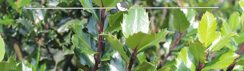 Ilex meserveae Blue Prince - Hulst Blue Prince blad